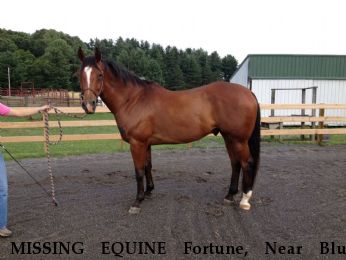 MISSING EQUINE Fortune, Near Blue Ridge, VA, 24064